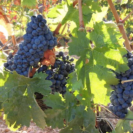 Bodegas Traslascuestas - Grupo Pierola فندق